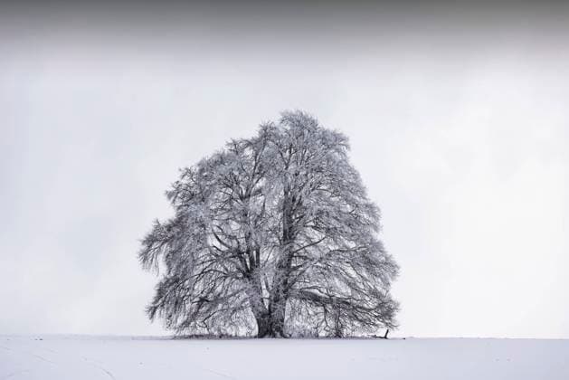 Weidebuche mit Raureif. Wintertag auf der Schwäbischen Alb bei Römerstein. 22.01.2023: Römerstein, Baden-Württemberg, Deutschland. *** Willow beech with hoar frost winter day on the Swabian Alb near Römerstein 22 01 2023 Römerstein, Baden Württemberg, Germany