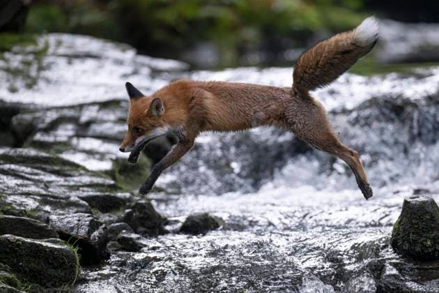  Rotfuchs (Vulpes vulpes) überquert Bach, Bitburg, Eifel, Rheinland-Pfalz, Deutschland, Europa *** Rotfuchs Vulpes Vulpes crosses stream, Bitburg, Eifel, Rhineland Palatinate, Germany, Europe Copyright: imageBROKER/HorstxJegen iblhje08895127.jpg