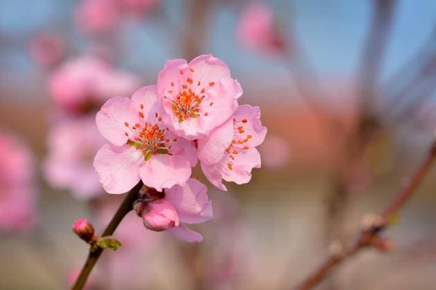 Nahaufnahme einer schönen europäischen rosa Pflaumenblüte Blume auf Baum im frühen Frühling auf verschwommenen blauen Hintergrund *** Close-up a beautiful European Pink Plum blossom Flower at Tree at early Spring at blurred blue Background Copyright: imageBROKER/Firn ibxmob08932947.jpg