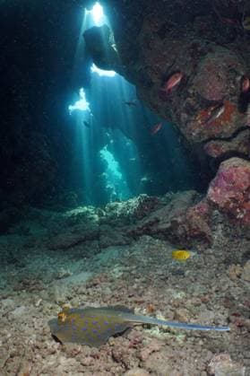 Creative Highlights World Blaupunktrochen (Taeniura lymma) in Höhle, Sonnenstrahlen, Lichtspiel. Tauchplatz Shaab Sharm, Ägypten, Rotes Meer, Afrika *** Blue-spotted rays Taeniura lymma in Cave, Sunbeams, Lighting Dive site Shaab Sharm, Egypt, Red Sea, Africa Copyright: imageBROKER/RolfxvonxRiedmatten ibxrvo08906516.jpg