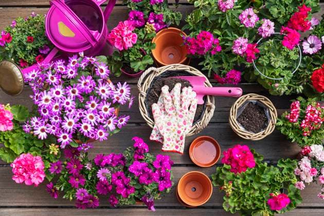 Various pink summer flowers cultivated in wicker baskets and terracotta flower pots, GWF07690
