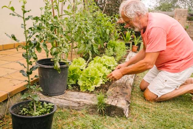 Senior man picking up lettuce from garden model released, Symbolfoto property released, MMPF00593