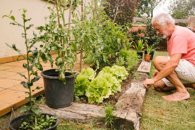 Senior man picking up lettuce from homegrown garden model released, Symbolfoto property released, MMPF00594