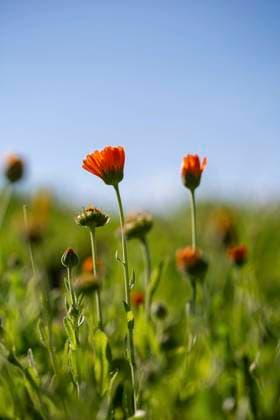 Closeup of bright orange pot marigold flowers growing in green meadow on sunny summer day against blurred background LauraZamora_ID12487_378961_004 Copyright: xLauraxZamorax Model Released