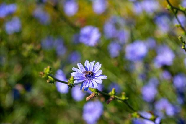 Blossoming blue sailors flowers with thin green stems growing in field on sunny day LauraZamora_ID12487_378981_015 Copyright: xLauraxZamorax Model Released