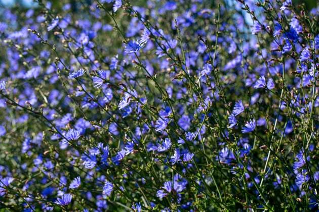 Blossoming blue sailors flowers with thin green stems growing in field on sunny day LauraZamora_ID12487_378985_017 Copyright: xLauraxZamorax Model Released