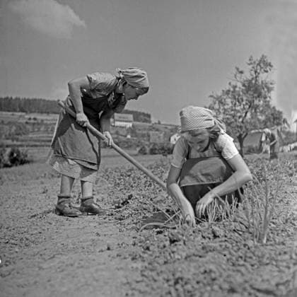 Mädel Landjahr Lager Polle an der Weser BdM Mädel als Landhelfer bei Bauern in der Gegend von Polle an der Weser, Deutschland 1930er Jahre. BdM girls as support for local farmers near Polle, Germany 1930s., Polle an der Weser Niedersachsen Deutsches Reich Copyright: xUnitedxArchives M-VerlagxBerlin Lämmel MVB_25002411