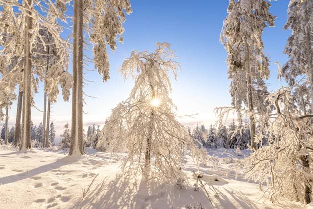 Sonnenaufgang über den Wolken Tief winterlich zeigt sich die Landschaft am Großen Feldberg im Taunus bei Sonnenaufgang. Der Gipfelbereich mit den verschneiten Bäumen mit Raureif ragte aus einer Hochnebeldecke., Schmitten Hessen Deutschland *** Sunrise above the clouds Deep wintry landscape at the Großer Feldberg in Taunus at sunrise The summit area with the snow-covered trees with hoarfrost rose from a blanket of high fog , Schmitten Hesse Germany