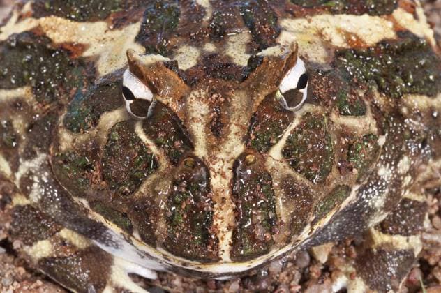  Creative Highlights World Argentinischer Hornfrosch, Ceratophyrys ornata, auch bekannt als Pacman-Frosch, Vorkommen in den Regenwäldern Argentiniens, Uruguays und Brasiliens *** Argentinean horned frog, Ceratophyrys ornate, also known as Pacman Frog, Occurrence in the Rainforests argentina, Uruguays and Brazil Copyright: imageBROKER/alimdix/xMichellexGilders iblcfd08987116.jpg