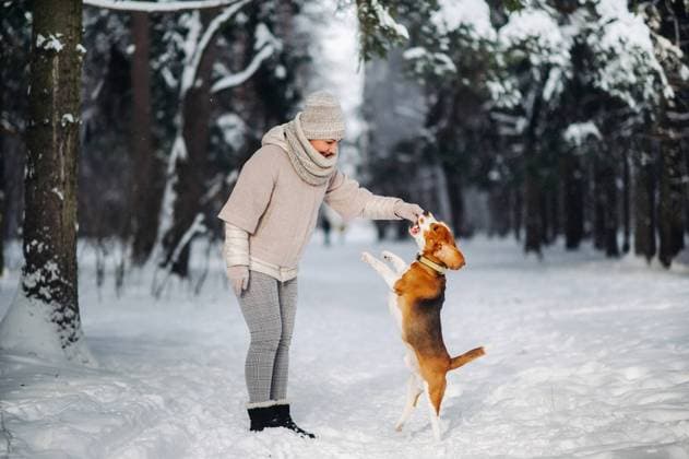 RECORD DATE NOT STATED English Beagle with a girl playing in the winter forest.The owner plays with the dog jumping up., model released, , 40232100.jpg, Winter, Beagle, mistress, outdoor, forest, winter forest, pet, dog, playing, jumping, girl with dog, game, time of year, side View, snow, white, happy, walk in the woods, dog mans friend, mans friend, fluffy dogs, animal, canine, carefree, cold, cute, family, friend, friendly, friendship, frost, frozen, fun, fluffy, feeling, working dogs, active, lovely