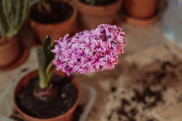 Bright pink purple large flower of hyacinth in clay pot Belgorod, Belgorod Oblast, Russia R_GWEHXZ230124-1113501-01