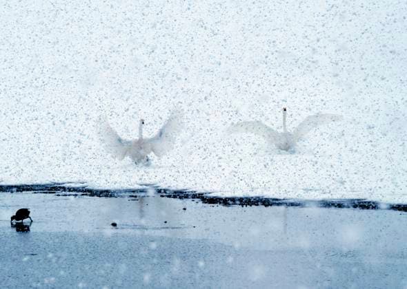 Creative Highlights World RONGCHENG, CHINA - JANUARY 27: Whooper swans fly over the swan lake in Rongcheng Swan National Nature Reserve during a heavy snowfall on January 27, 2023 in Rongcheng, Shandong Province of China.  Copyright: xVCGx VCG111419815571