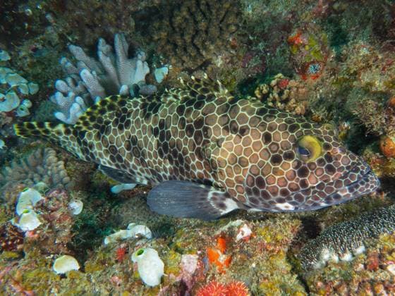 Creative Highlights World Waben-Zackenbarsch (Epinephelus macrospilos), Tauchplatz Nationalpark Sodwana Bay, Maputaland Marine Reserve, KwaZulu Natal, Südafrika *** Honeycombs Grouper Epinephelus macrospilos , Dive site National Park Sodwana bay, Maputaland Navy Reserve, KwaZulu Natal, South Africa Copyright: imageBROKER/RolfxvonxRiedmatten ibxrvo08994582.jpg