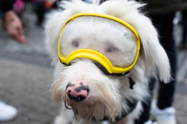 Entertainment Themen der Woche KW04 Entertainment Bilder des Tages International Spanish Greyhounds March In Cologne A dog wearing a protective face mask is seen in Cologne, Germany on January 28, 2023, during an international march against the abuse of Spanish greyhounds. cologne Germany  Copyright: xYingxTangx originalFilename: tang-notitle230128_npeYx.jpg