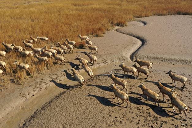 Creative Highlights World YANCHENG, CHINA - JANUARY 29: Aerial view of a herd of milu deer wandering through withered and yellow grasses on a wetland near the Dafeng Milu National Nature Reserve on January 29, 2023 in Yancheng, Jiangsu Province of China.  Copyright: xVCGx VCG111420063249