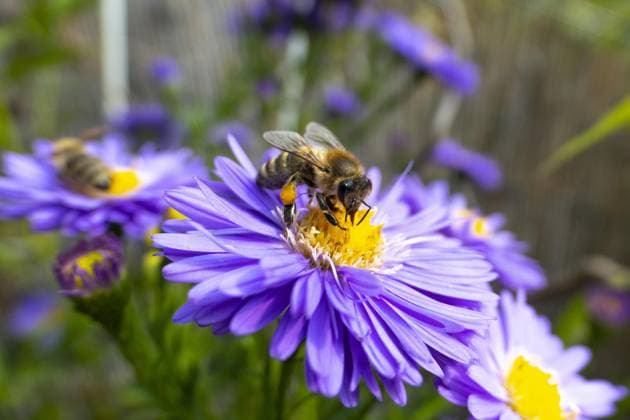 Blüte (Asteraceae) einer Aster mit einer Biene, Bayern, Deutschland, Europa *** Flower Asteraceae a Aster with a Bee, Bavaria, Germany, Europe Copyright: imageBROKER alimdix xReinholdxRatzer iblohh08989490.jpg