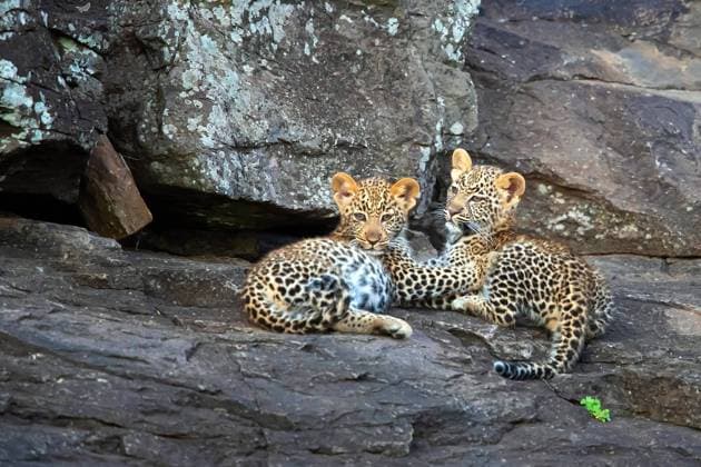 Zwei junge Leoparden liegen auf Felsen, (Panthera pardus), Kenya, Maasai Mara, Masai Mara, Serengeti, Tierkinder, Tierbabys, McPBRE *** Two young leopards lying on rocks, Panthera pardus , Kenya, Maasai Mara, Masai Mara, Serengeti, animal babies, animal babies, McPBRE McPBRE
