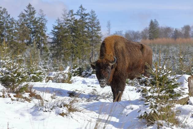  Wisent, Europäisches Bison (Bison bonasus), Bulle, im Winter, steht in einem verschneiten Fichtenwald, Rothaarsteig, Rothaargebirge, Nordrhein-Westfalen, Deutschland, Europa *** bison, European Bison Bison bonasus , bull at Winter, is in a snowy spruce forest, Rothaarsteig, red hair mountains, North Rhine Westphalia, Germany, Europe Copyright: imageBROKER/BurkhardxSauskojus ibxbsa08994133.jpg