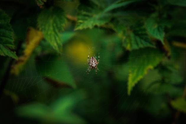 a large cross spider lurks in the middle of the web for prey