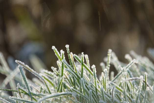 IMAGO Creative, Jahreszeit Frühling, Licht und Sonne a close up of frozen grass in winter