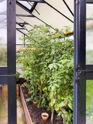 IMAGO Creative: Garten, Anbau im Gewächshaus in a greenhouse thrive many vegetables