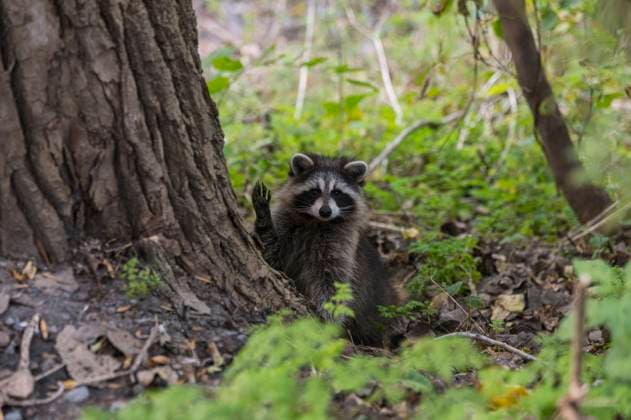 Racoon in Mont Royal Park, Montreal, Quebec, Canada, North America Copyright: JonxReaves 1241-360