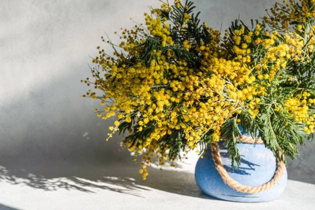 Vase with spring yellow mimosa flowers in sunny day on stone table AnnaBogush_ID12755_387056_004 Copyright: xAnnaxBogushx Model Released