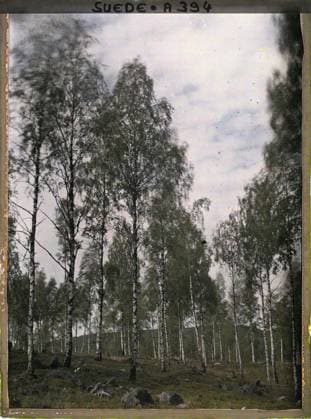 RECORD DATE NOT STATED Between Falun and Säter, Sweden Birch Forest , 1910 - Voyage of Albert Kahn and Auguste LÃ on in Scandinavia - (August 9 - September 14) (French - ï»¿Entre Falun et Säter , Suede ForÃªt de bouleaux). Landscape, Nature , Environment, Falun road to Loeter Copyright: xpiemagsx AKahnlpie020223-5161 !ACHTUNG AUFNAHMEDATUM GESCHÄTZT!