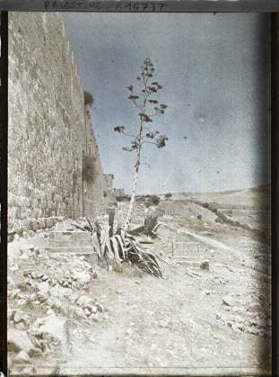 RECORD DATE NOT STATED Jerusalem, Palestine a young conifer at the foot of the eastern rampart of the old town , 1918 - Near East, Egypt, Palestine, Cyprus - Paul Castelnau (photographic section of the armies) - (January 9 -October 6) (French - ï»¿JÃ rusalem , Palestine Un jeune conifere au pied du rempart oriental de la vieille ville). Fatty plant, aloe, fortified architecture, vegetation , botany, rampart, Habitat , architecture, nature , environment, Palestine, Jerusalem, wall is Copyright: xpiemagsx AKahnlpie020223-307 !ACHTUNG AUFNAHMEDATUM GESCHÄTZT!