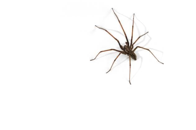 Europäische Hausspinne (Tegenaria atrica) (Philoica atrica), Männchen vor weißem Hintergrund *** European House spider Tegenaria atrica Philoica atrica , Male before white Background Copyright: imageBROKER alimdix xArterra ibxtsm08795959.jpg