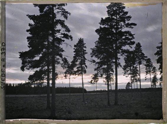 RECORD DATE NOT STATED Between Uppsala and Alvkarleby, Sweden some pines , 1910 - Voyage of Albert Kahn and Auguste LÃ on in Scandinavia - (August 9 - September 14) (French - ï»¿Entre Uppsala et Alvkarleby , Suede Quelques pins). Landscape, pine, sunsets, Nature , Environment, Upsala road in Elfkarleo Copyright: xpiemagsx AKahnlpie020223-5132 !ACHTUNG AUFNAHMEDATUM GESCHÄTZT!