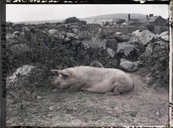 RECORD DATE NOT STATED Carbis Bay, Cornwall, England a pig , 1913 - England - Auguste LÃ on - (August 28 - September 3) (French - ï»¿Carbis Bay , Cornouailles , Angleterre Un cochon). Real animal, agriculture , breeding, Animal, economic activity, Angleterre , Carbis-Bay Copyright: xpiemagsx AKahnlpie020223-3084 !ACHTUNG AUFNAHMEDATUM GESCHÄTZT!