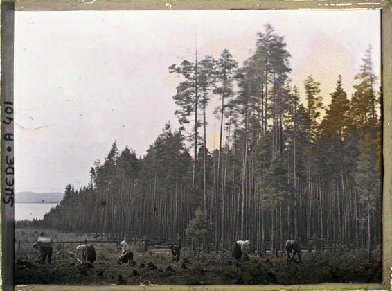 RECORD DATE NOT STATED Surroundings of Mora, Sweden picking blueberries , 1910 - Voyage of Albert Kahn and Auguste LÃ on in Scandinavia - (August 9 - September 14) (French - ï»¿Environs de Mora , Suede Cueillette des myrtilles). Landscape, woman, costume, agriculture , breeding, picking , hunting, civil engineering, exists in high definition, lake , pond, basketry, hydrography, hairstyle , headgear, rail transport, railway, man, Nature , Environment, human beings, clothing, economic activity, housing , architecture, HD, transport, Route de Rattwik in Mora Copyright: xpiemagsx AKahnlpie020223-5176 !ACHTUNG AUFNAHMEDATUM GESCHÄTZT!