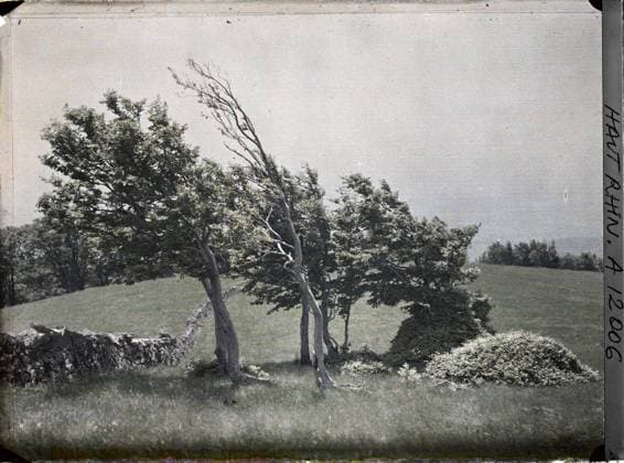 RECORD DATE NOT STATED Haut-Rhin, Alsace, France type of vegetation at 1,150 meters (southeast crest of the Rossberg) , 1917 - Alsace - Paul Castelnau (photographic section of the armies) - (June) (French - ï»¿Haut-Rhin , Alsace , France Type de vÃ gÃ tation Ã 1 150 metres ( crÃªte sud-est du Rossberg )). Landscape, Mont , Mountain, Front, Vegetation , botany, Nature , Environment, First World War, France, type of vegetation at 1150 m (CrÃªte S. E. du Rossberg) Copyright: xpiemagsx AKahnlpie020223-13543 !ACHTUNG AUFNAHMEDATUM GESCHÄTZT!