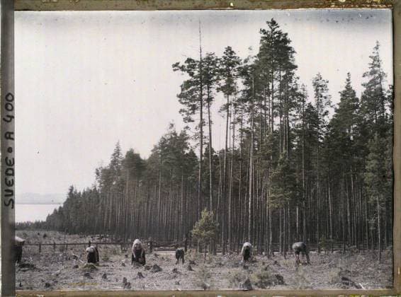 RECORD DATE NOT STATED Surroundings of Mora, Sweden picking blueberries , 1910 - Voyage of Albert Kahn and Auguste LÃ on in Scandinavia - (August 9 - September 14) (French - ï»¿Environs de Mora , Suede Cueillette des myrtilles). Landscape, woman, costume, agriculture , breeding, civil engineering, lake , pond, basketry, hydrography, hairstyle , headgear, rail transport, railway, man, Nature , Environment, human beings, clothing, economic activity, housing , architecture, transport, Rattwik route in Mora, blueberry harvest Copyright: xpiemagsx AKahnlpie020223-5174 !ACHTUNG AUFNAHMEDATUM GESCHÄTZT!