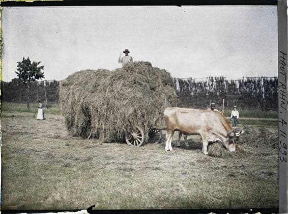 RECORD DATE NOT STATED Thann, Haut-Rhin, Alsace, France Vieux Thann, the hay behind a camouflage near the lines , 1917 - Alsace - Paul Castelnau (photographic section of the armies) - (June) (French - ï»¿Thann , Haut-Rhin , Alsace , France Vieux Thann , le foin derriere un camouflage pres des lignes). Agriculture , breeding, work scene, beef, hay, rural life, front, Economic activity, daily life, First World War, France, Thann, old thann, the hay behind a camouflage near the lines Copyright: xpiemagsx AKahnlpie020223-13531 !ACHTUNG AUFNAHMEDATUM GESCHÄTZT!