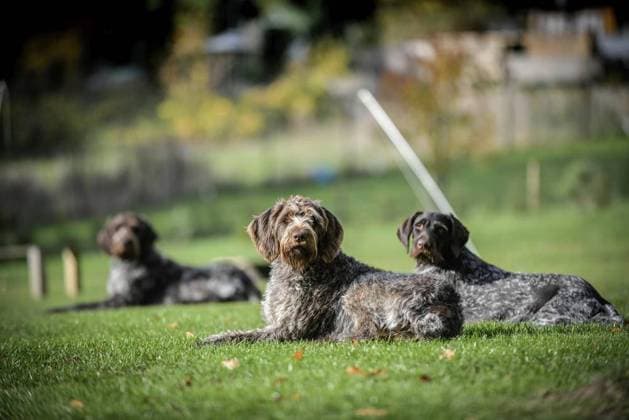 Hundetrainer Dennis Panthen. *** NUR FÜR REDAKTIONELLE ZWECKE *** EDITORIAL USE ONLY ***<p>Die Deutsch Drahthaar Hunde Gerti, Horst und Goya, von links, liegen am Freitag den 09.11.2018 auf der Wiese in Kupferdreh von Hundetrainer Dennis Panthen. Panthen bemängelt den fehlenden Platz für das Gewerbe der Hundetrainer. Deutschland NRW Essen Copyright: KerstinxKokoska *** Dog trainer Dennis Panthen *** ONLY FOR EDITORIAL PURPOSE *** EDITORIAL USE ONLY *** P the German Wire hair Dogs Gerti, Horst and goya, from Left, are on Friday the 09 11 2018 at the Meadow in Copper Turning from Dog trainer Dennis Panthen Panthen criticized the missing Place for the Trade the Dog trainer Germany NRW Food Copyright KerstinxKokoska Copyright: KerstinxKokoska doc72oz73k88nsxxaqf21m3 EDITORIAL USE ONLY