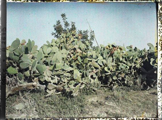 RECORD DATE NOT STATED Surroundings of Corfu, Greece on the road to Gastouri, fruit cacti and wells , 1913 - Balkans, Italy - Jean Brunhes and Auguste LÃ on - (September - October 23) (French - ï»¿Environs de Corfou , Grece Sur la route de Gastouri , cactus en fruits et puits). Cactus, vegetation , botany, Nature , Environment, Greece, Corfu, on the road to Gasturi, fruit and wells Copyright: xpiemagsx AKahnlpie020223-3499 !ACHTUNG AUFNAHMEDATUM GESCHÄTZT!
