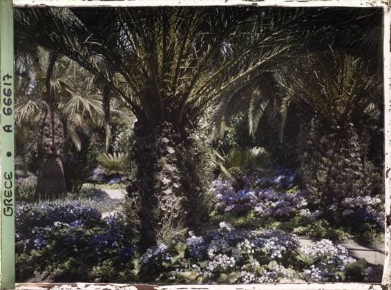 RECORD DATE NOT STATED Corfu, Greece the Achilleion - Les Jardins , 1913 - Balkans, Italy - Jean Brunhes and Auguste LÃ on - (September - October 23) (French - ï»¿Corfou , Grece L Achilleion - Les Jardins). Palm , palm grove, flower, villa, park , garden, flowerbed, palace , castle, vegetation , botany, Habitat , architecture, nature , environment, Greece, Corfu, Achilleion - Les Jardins Copyright: xpiemagsx AKahnlpie020223-1408 !ACHTUNG AUFNAHMEDATUM GESCHÄTZT!