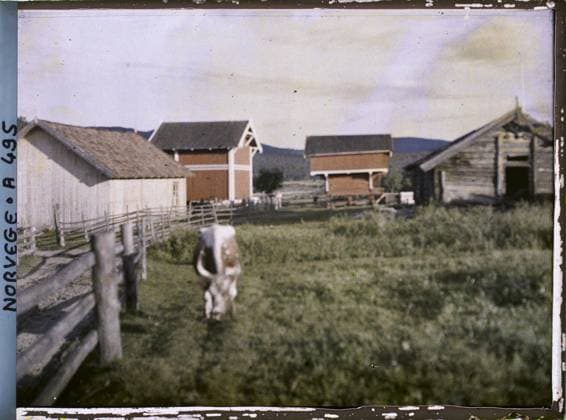 RECORD DATE NOT STATED Notodden, Norway Farm not located, perhaps Notodden? , 1910 - Voyage of Albert Kahn and Auguste LÃ on in Scandinavia - (August 9 - September 14) (French - ï»¿Notodden , Norvege Ferme non localisÃ e , peut-Ãªtre Notodden?). Real animal, agriculture , farming, farm, exists in high definition, cow, rural architecture, Animal, economic activity, HD, Habitat , Architecture, Tinefos, Tinefos Copyright: xpiemagsx AKahnlpie020223-16002 !ACHTUNG AUFNAHMEDATUM GESCHÄTZT!