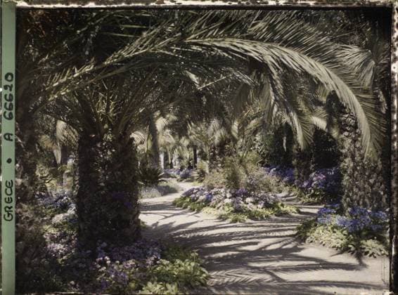 RECORD DATE NOT STATED Corfu, Greece the Achilleion - Les Jardins , 1913 - Balkans, Italy - Jean Brunhes and Auguste LÃ on - (September - October 23) (French - ï»¿Corfou , Grece L Achilleion - Les Jardins). Palm , palm grove, flower, villa, park , garden, flowerbed, palace , castle, vegetation , botany, Habitat , architecture, nature , environment, Greece, Corfu, Achilleion - Les Jardins Copyright: xpiemagsx AKahnlpie020223-1412 !ACHTUNG AUFNAHMEDATUM GESCHÄTZT!