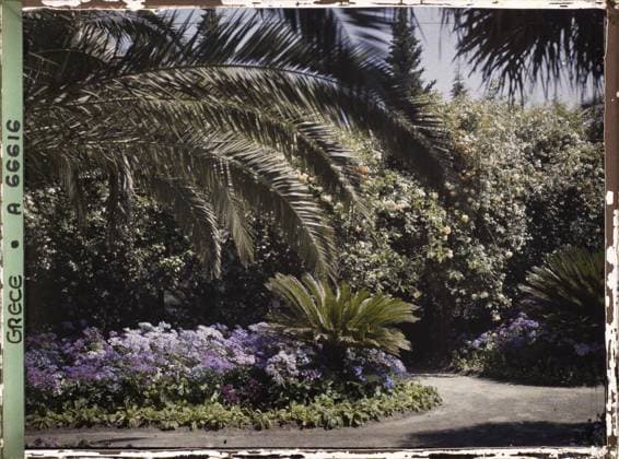 RECORD DATE NOT STATED Corfu, Greece the Achilleion - Les Jardins , 1913 - Balkans, Italy - Jean Brunhes and Auguste LÃ on - (September - October 23) (French - ï»¿Corfou , Grece L Achilleion - Les Jardins). Palm , palm grove, flower, villa, park , garden, flowerbed, palace , castle, vegetation , botany, Habitat , architecture, nature , environment, Greece, Corfu, Achilleion - Les Jardins Copyright: xpiemagsx AKahnlpie020223-1407 !ACHTUNG AUFNAHMEDATUM GESCHÄTZT!