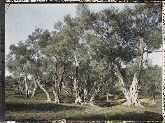 RECORD DATE NOT STATED Corfu, Greece wood of olive trees , 1913 - Balkans, Italy - Jean Brunhes and Auguste LÃ on - (September - October 23) (French - ï»¿Corfou , Grece Bois d oliviers). Orchard, vegetation , botany, olive tree, Nature , Environment, Greece, Corfu, olive wood Copyright: xpiemagsx AKahnlpie020223-3498 !ACHTUNG AUFNAHMEDATUM GESCHÄTZT!