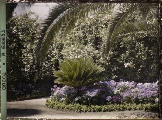 RECORD DATE NOT STATED Corfu, Greece the Achilleion - Les Jardins , 1913 - Balkans, Italy - Jean Brunhes and Auguste LÃ on - (September - October 23) (French - ï»¿Corfou , Grece L Achilleion - Les Jardins). Palm , palm grove, flower, villa, park , garden, flowerbed, palace , castle, vegetation , botany, Habitat , architecture, nature , environment, Greece, Corfu, Achilleion - Les Jardins Copyright: xpiemagsx AKahnlpie020223-1410 !ACHTUNG AUFNAHMEDATUM GESCHÄTZT!