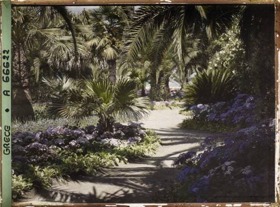 RECORD DATE NOT STATED Corfu, Greece the Achilleion - Les Jardins , 1913 - Balkans, Italy - Jean Brunhes and Auguste LÃ on - (September - October 23) (French - ï»¿Corfou , Grece L Achilleion - Les Jardins). Palm , palm grove, flower, villa, park , garden, flowerbed, palace , castle, vegetation , botany, Habitat , architecture, nature , environment, Greece, Corfu, Achilleion - Les Jardins Copyright: xpiemagsx AKahnlpie020223-1413 !ACHTUNG AUFNAHMEDATUM GESCHÄTZT!