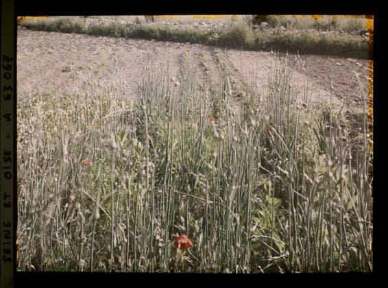 RECORD DATE NOT STATED Vaux, France , 1930 - Ile -de -France - StÃ phane Passet - (June 28 -July 8) (French - ï»¿Vaux , France). Agriculture , breeding, flower, vegetation , botany, vegetable patch, Economic activity, nature , environment, Ile de France, Vaux, onions of seed Copyright: xpiemagsx AKahnlpie020223-22338 !ACHTUNG AUFNAHMEDATUM GESCHÄTZT!