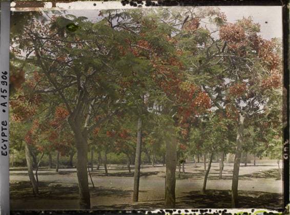 RECORD DATE NOT STATED IsmaÃ¯lia, Egypt, flamboyant Africa , 1918 - Near East, Egypt, Palestine, Cyprus - Paul Castelnau (photographic section of the armies) - (January 9 -October 6) (French - ï»¿IsmaÃ¯lia , Egypte , Afrique Flamboyants). Landscape, remarkable tree, vegetation , botany, Nature , Environment, Egypt, IsmaÃ¯lia, flamboyant trees Copyright: xpiemagsx AKahnlpie020223-7001 !ACHTUNG AUFNAHMEDATUM GESCHÄTZT!