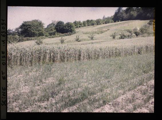 RECORD DATE NOT STATED Triel, France , 1930 - Ile -de -France - StÃ phane Passet - (June 28 -July 8) (French - ï»¿Triel , France). Agriculture , Breeding, Field, Economic activity, Ile de France, Triel, leek field and wheat field Copyright: xpiemagsx AKahnlpie020223-22322 !ACHTUNG AUFNAHMEDATUM GESCHÄTZT!