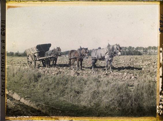 RECORD DATE NOT STATED Guermantes, France , 1930 - Ile -de -France - StÃ phane Passet - (September -October) (French - ï»¿Guermantes , France). Animal transport, horse, real animal, agriculture , breeding, harvesting, hitch, cart, field, vegetable, Transport, animal, economic activity, Seine et Marne, Guermantes, team of 3 horses for the removal of beets Copyright: xpiemagsx AKahnlpie020223-21681 !ACHTUNG AUFNAHMEDATUM GESCHÄTZT!