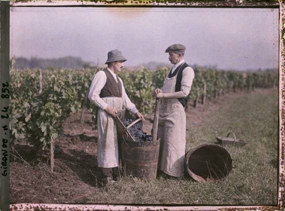 RECORD DATE NOT STATED Saint-Emilion, France Les VeuvÃ urs in the vineyards , 1920-1921 - Charente, Gironde, Basse -PyrÃ nÃ es, Hautes PyrÃ nÃ es - Fernand Cuville (French - ï»¿Saint-Emilion , France Les vendangeurs dans les vignes). Costume, agriculture , breeding, work scene, portrait, field, work clothing, barrel, hairstyle , headgear, vine, man, Clothing, economic activity, daily life, human beings, France, Sauternes sending, each harvesting carries its basket garnished to the bast Copyright: xpiemagsx AKahnlpie020223-21833 !ACHTUNG AUFNAHMEDATUM GESCHÄTZT!